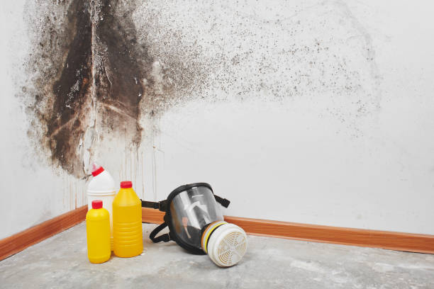 Best Home Mold Removal  in Shell Valley, ND
