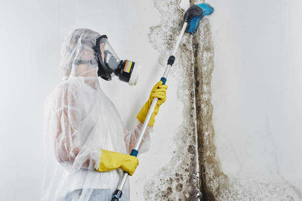 Best Mold Remediation Experts  in Shell Valley, ND