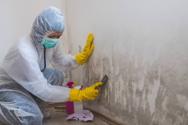 Best Attic Mold Removal  in Shell Valley, ND