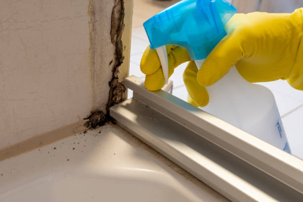 Best Emergency Mold Removal  in Shell Valley, ND
