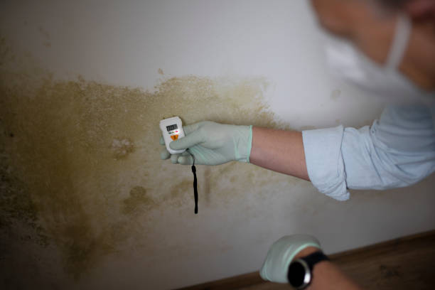 Best Mold Cleaning Services  in Shell Valley, ND