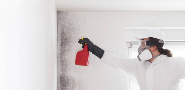 Best Mold Damage Repair  in Shell Valley, ND