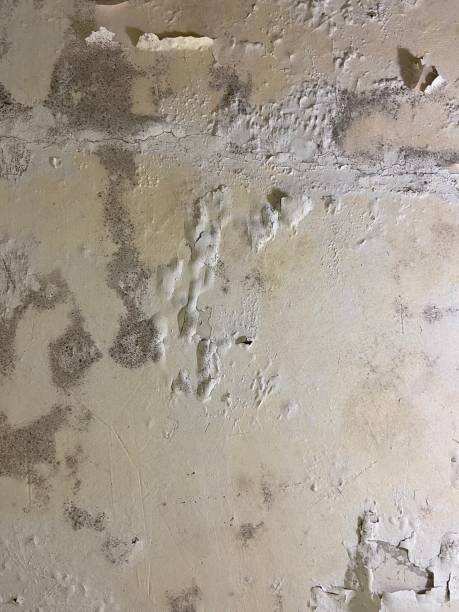 Best Residential Mold Removal  in Shell Valley, ND