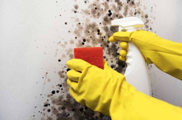 Best Mold Testing  in Shell Valley, ND