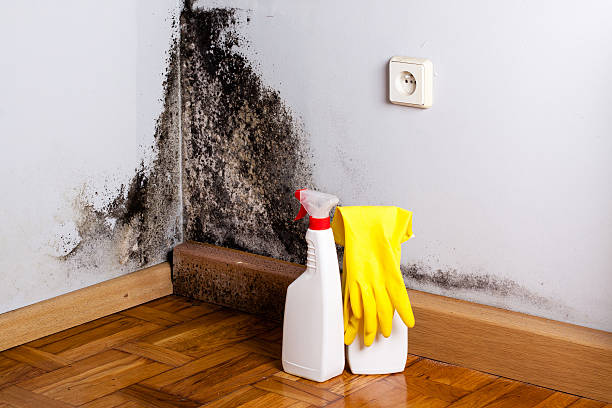 Best Crawl Space Mold Removal  in Shell Valley, ND