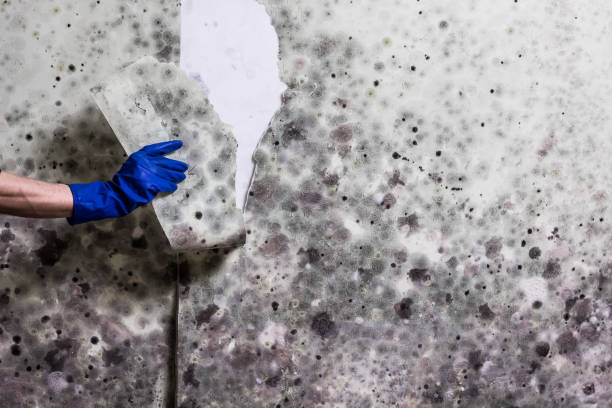 Best Mold Damage Repair  in Shell Valley, ND