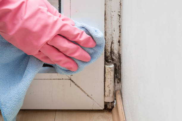 Best Same-Day Mold Removal  in Shell Valley, ND