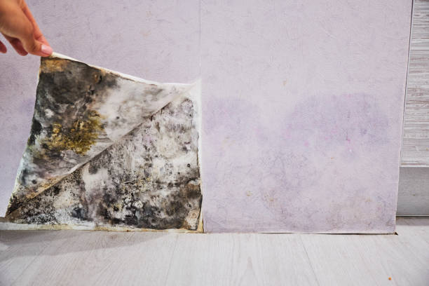 Best Affordable Mold Removal  in Shell Valley, ND
